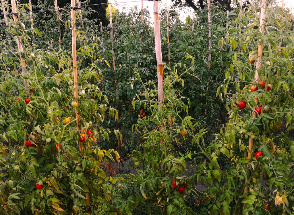 3 Pomodori
