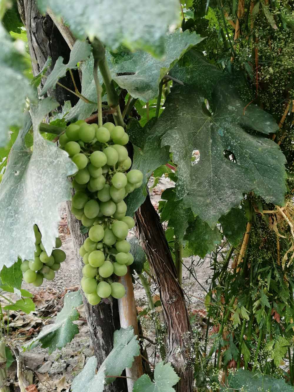 Per_e_palummo, Barbera e Forastera